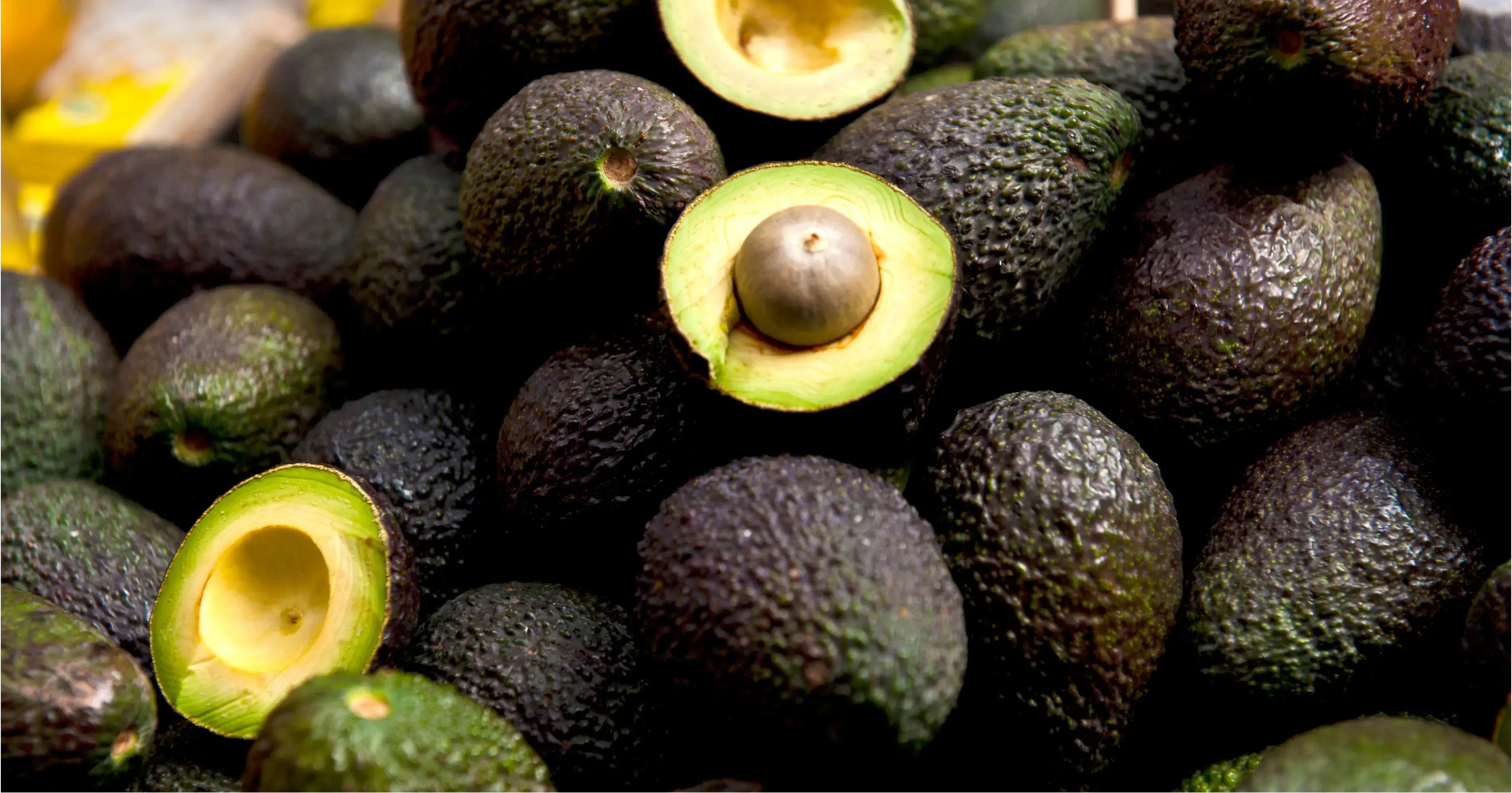 ITR blog - Avocado
